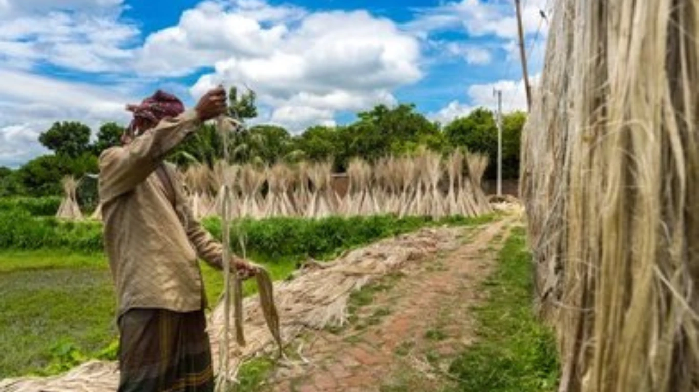 Why Bangladesh is the Global Hub for Jute Stick Charcoal Production